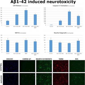 Aβ1-42 Induced Neurotoxicity Assay