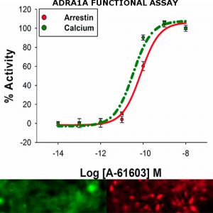 alpha1A adrenoreceptor assay
