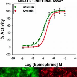alpha1B adrenoreceptor assay