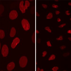 Stable cell lines for apoptosis assays