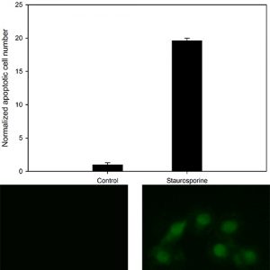 Caspase 3-7 Activity Assay
