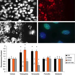 Hepatotoxicity Assay