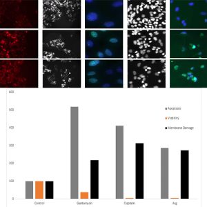 Nephrotoxicity Assay