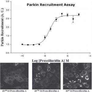 Parkin Mitochondrial Recruitment Assay