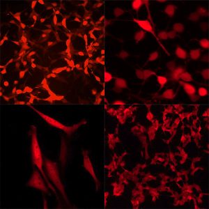 Red Fluorescent Cell Lines