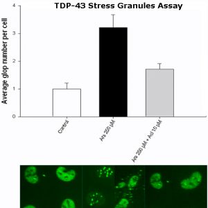 TDP-43 Stress Granules Assay