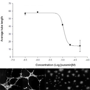 Endothelial Cell Tube Formation Assay