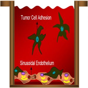 Tumor Cell Adhesion Assay