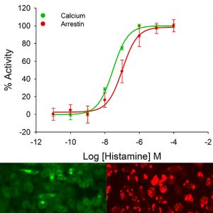 Histamine H1 Receptor Assay