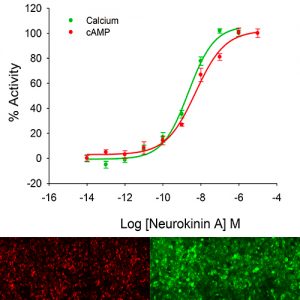 NK2 Tachykinin Receptor Assay
