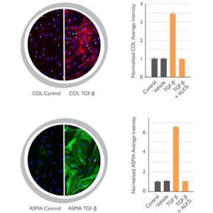 Renal Fibrosis Assay
