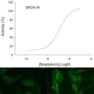 B1 Bradykinin Receptor Internalization Assay