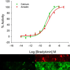 B2 Bradykinin Receptor Assay