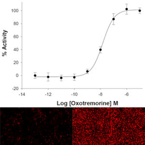 M5 Muscarinic Acetylcholine Receptor Assay