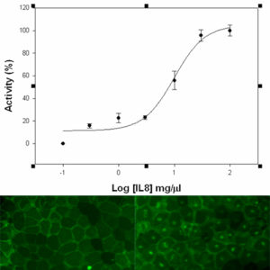 CXCR2 Chemokine Receptor Internalization Assay