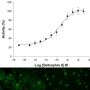 Delta Opioid Receptor Internalization Assay