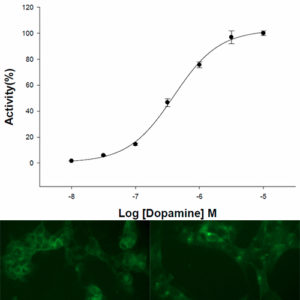D3 Dopamine Receptor Internalization Assay