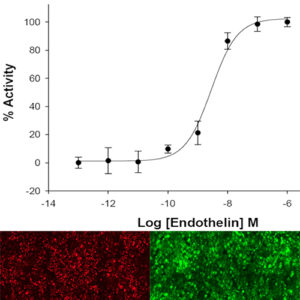 ETB Endothelin Receptor Assay