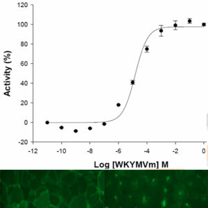 FPR2-ALX receptor internalization Assay