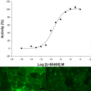 Kappa Opioid Receptor Internalization Assay
