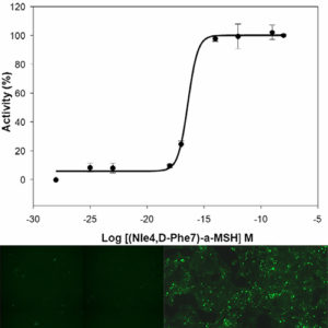 MC3 Melanocortin Receptor Assay