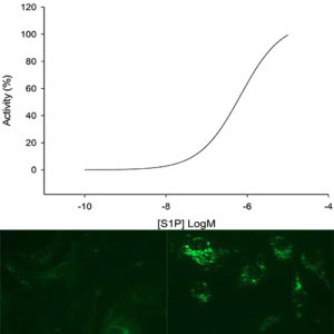 S1P1 Lysophospholipid Receptor Assay