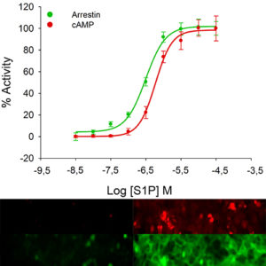 S1P3 Lysophospholipid Receptor Assay
