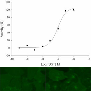 SST2 Somatostatin Receptor Internalization Assay
