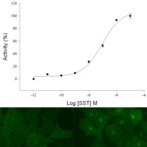 SST2 Somatostatin Receptor Internalization Assay