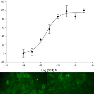 SST5 Somatostatin Receptor Internalization Assay