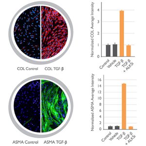 Cardiac Fibrosis Assay