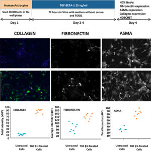 Astrocytosis Assay