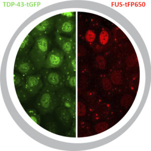 TDP43-FUS Cell Line