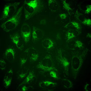 Green Fluorescent PINK1 Cell Line