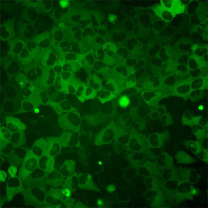 Green Fluorescent HTT Cell Line
