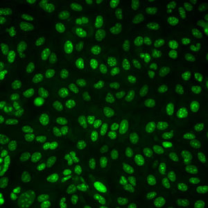 Fluorescent Nuclear Localization Signal Cell Line