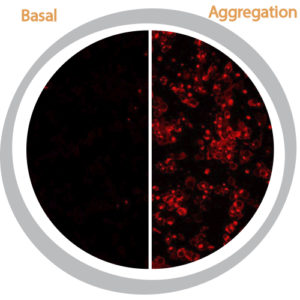 SOD1 A4V Aggregation Assay Cell Line