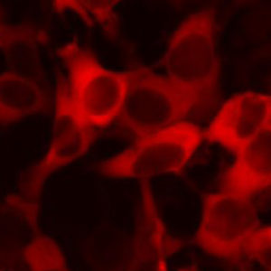 Fluorescent SOD1 Cell Line