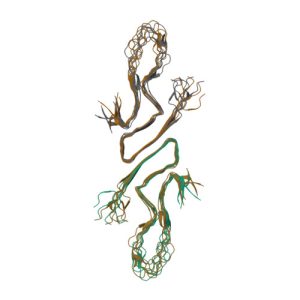 Alpha-Synuclein PreFormed Fibrils