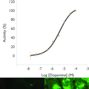 D4 Dopamine Receptor Cell Line