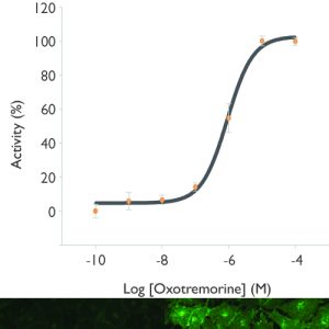 Muscarinic Acetylcholine Receptor M1 Cell Line