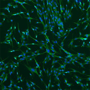 Immortalized human brain vascular pericytes