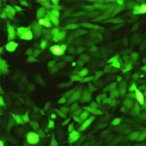 Green Fluorescent RKO Cell Line