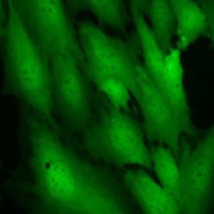 Green Fluorescent C2C12 Cell Line