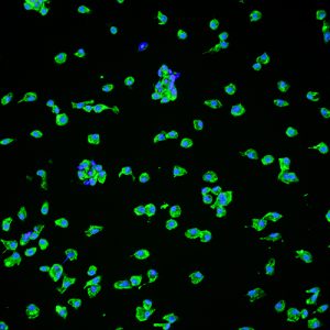 Mouse Microglia