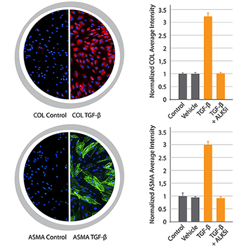 Corneal Fibrosis Assay