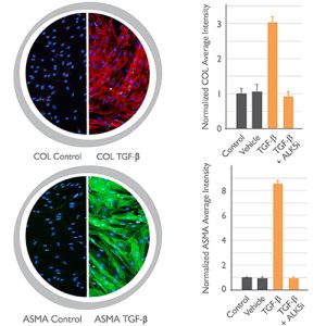 Intestinal Fibrosis Assay