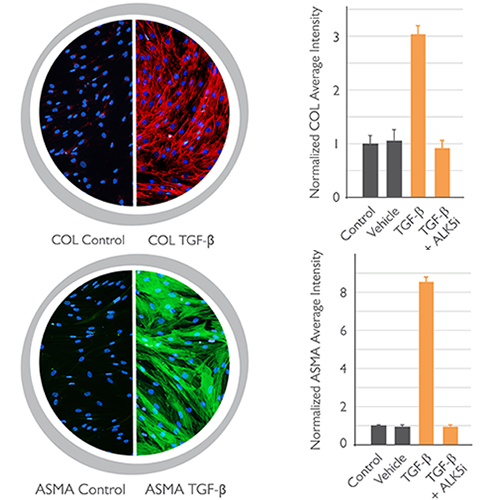 Intestinal Fibrosis Assay