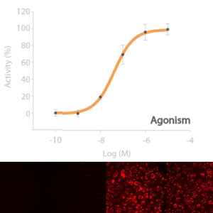 <sub>cAMP</sub>NOMAD Adenosine A2B Receptor Cell Line