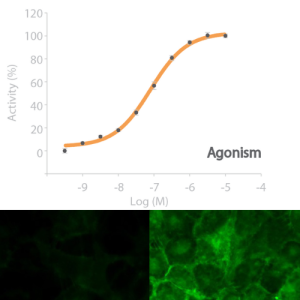 <sub>cAMP</sub>NOMAD ADRA2A Receptor Cell Line